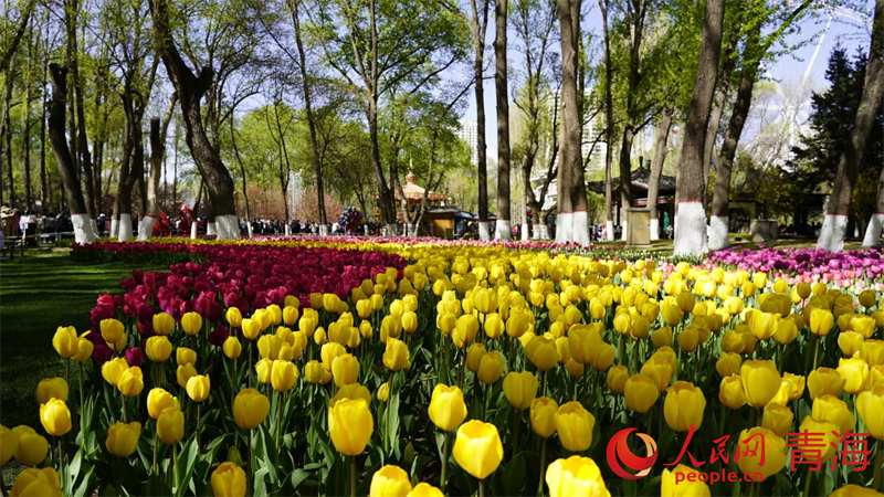 郁金香花開正盛。人民網(wǎng) 況玉攝