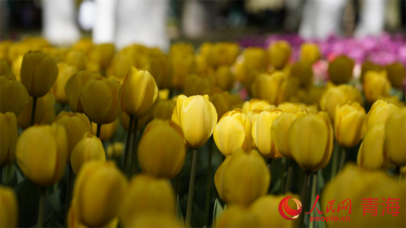 郁金香花開正盛。人民網(wǎng) 況玉攝