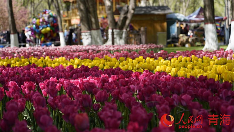 郁金香花開正盛。人民網(wǎng) 況玉攝