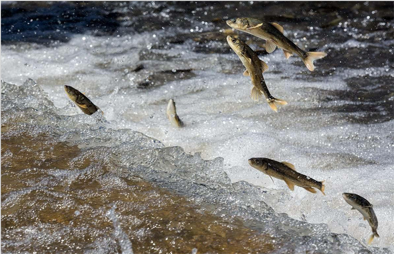 湟魚洄游。才旦桑吾攝