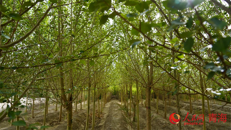 郁郁蔥蔥的“團結林”。人民網(wǎng) 況玉攝