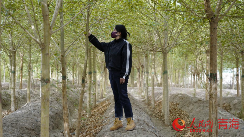 蘇婭查看樹木生長情況。人民網(wǎng) 況玉攝
