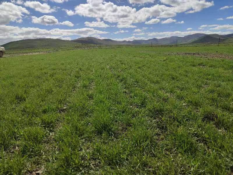 治理后的草場(chǎng)。達(dá)日縣自然資源和林業(yè)草原局供圖