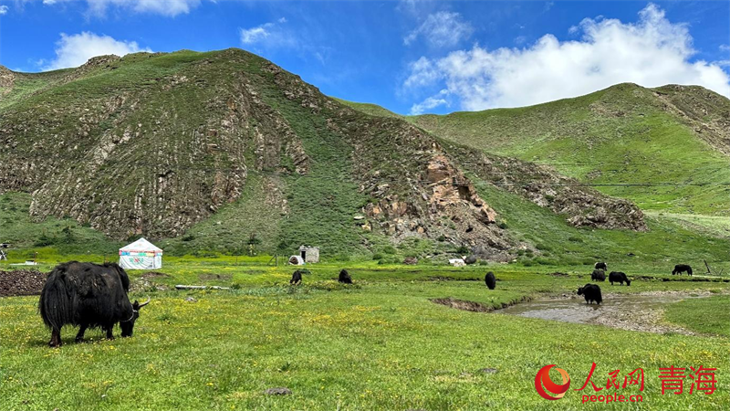 治理后長(zhǎng)勢(shì)向好的草地。人民網(wǎng) 劉沛然攝