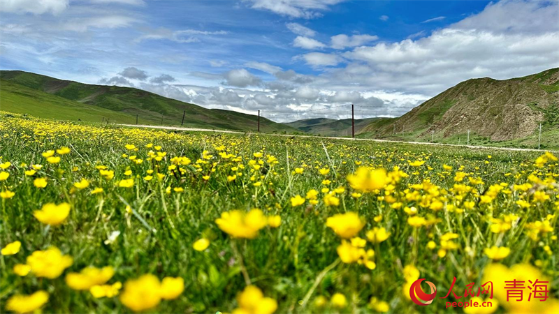 黑土灘換新顏。人民網(wǎng) 劉沛然攝