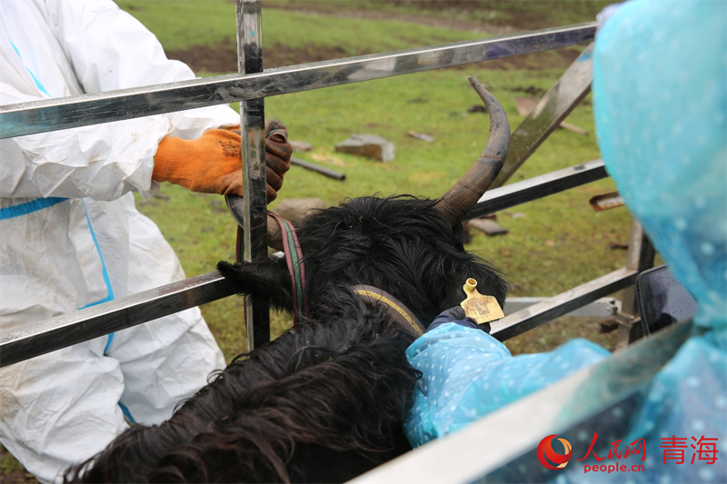 工作人員正在對(duì)牦牛耳標(biāo)上的二維碼進(jìn)行掃碼。人民網(wǎng) 馬可欣攝