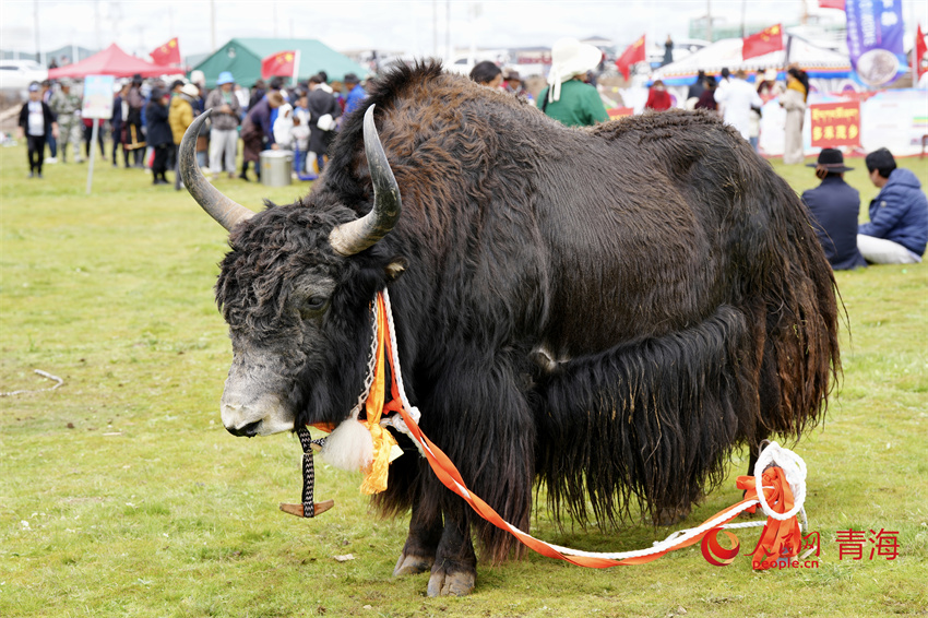 澤庫牦牛評比展示。人民網(wǎng) 陳明菊攝