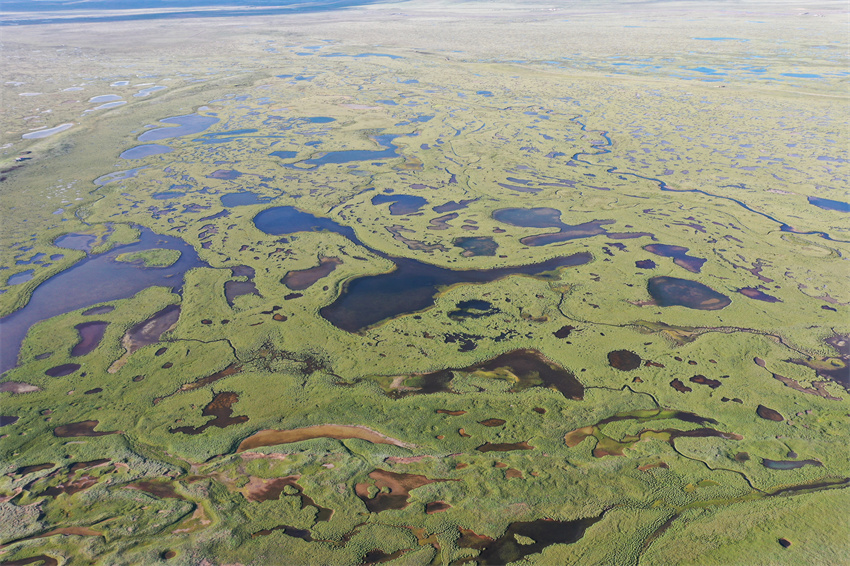 位于青藏高原腹地長江南源的當曲濕地。青海極地自然資源調(diào)查研究院供圖
