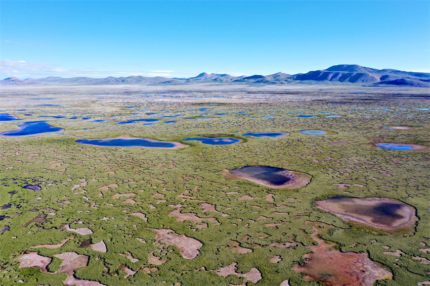 位于青藏高原腹地長江南源的當曲濕地。青海極地自然資源調(diào)查研究院供圖