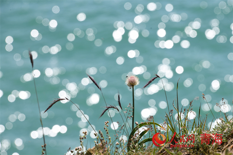 鄂陵湖里有“星星”。