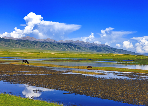 湖東濕地。青海湖景區(qū)保護利用管理局供圖