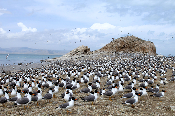 青海湖鳥類。青海湖國家級自然保護區(qū)管理局供圖