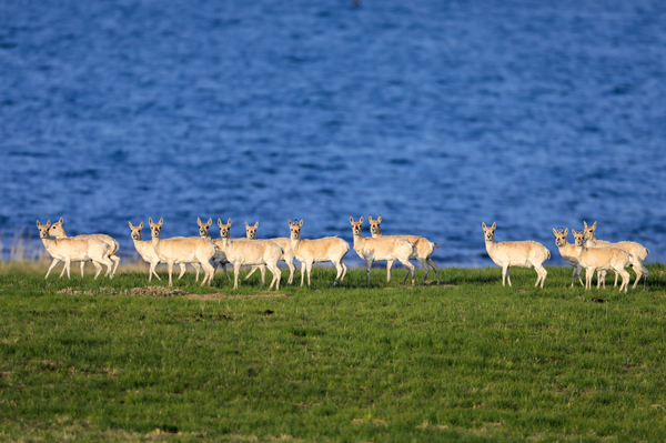 青海湖畔的普氏原羚。青海湖景區(qū)保護利用管理局供圖