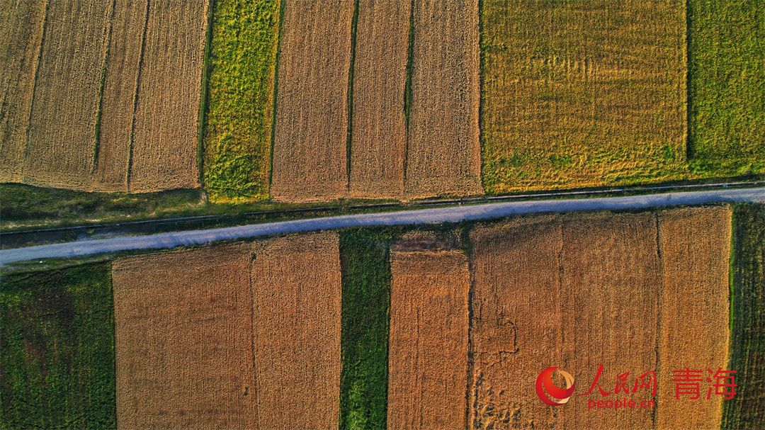 祁連山下青稞田。安雪姣攝