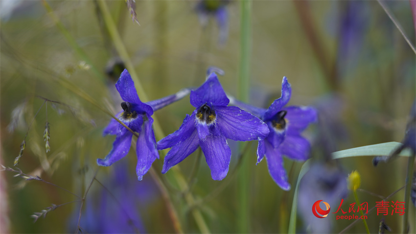 寶庫河流域內(nèi)生物多樣性保護(hù)成果顯著。人民網(wǎng) 陳明菊攝