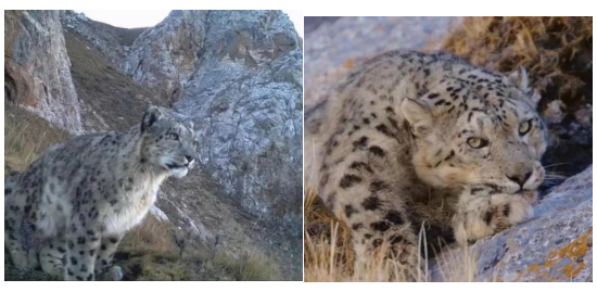 俄博圖村村民陳春陽于2023年2月在大板溝拍的雪豹。