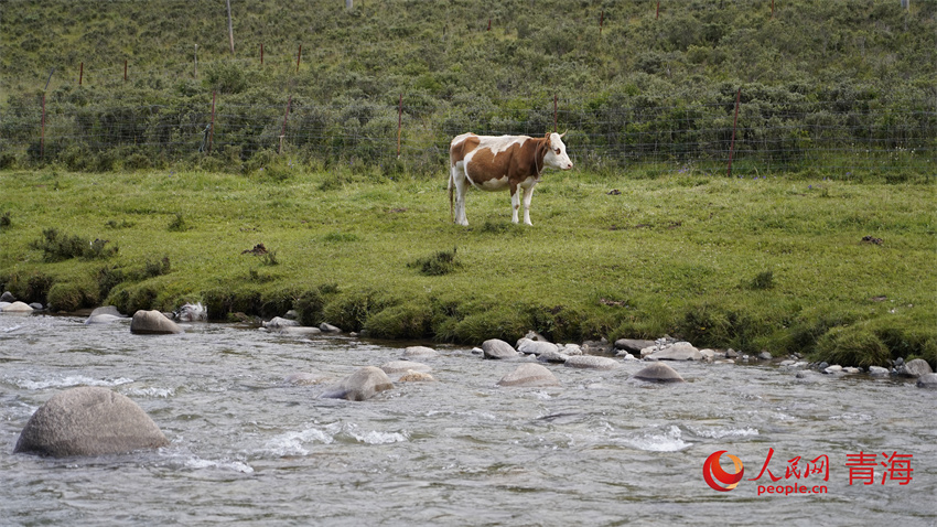 寶庫河兩岸牛羊漫步，悠然閑適。人民網(wǎng) 陳明菊攝
