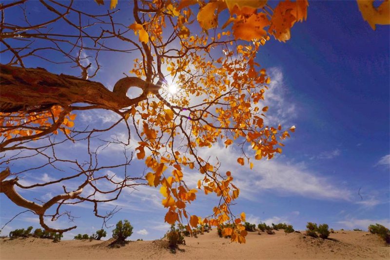 金黃的胡楊在陽光照耀下明媚燦爛。宋忠勇攝