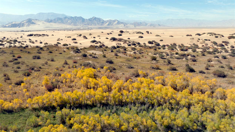 佇立在沙漠中的胡楊。宋忠勇攝