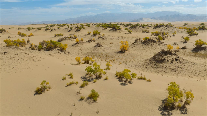 佇立在沙漠中的胡楊。宋忠勇攝