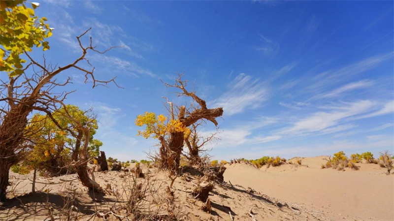 佇立在沙漠中的胡楊。宋忠勇攝