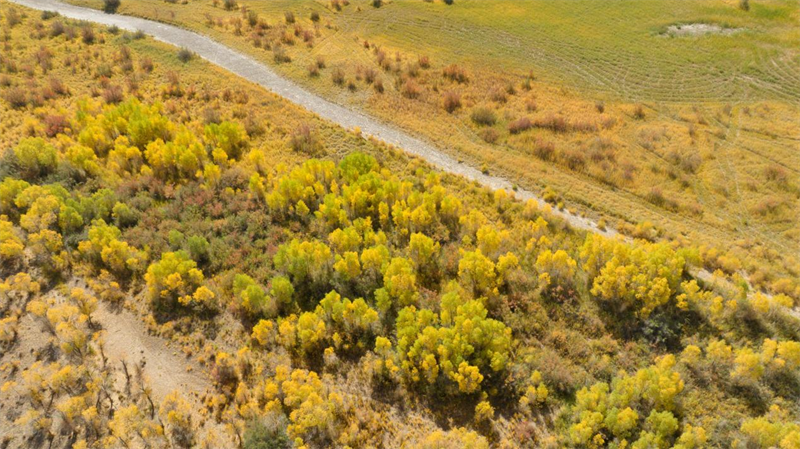 航拍胡楊林。宋忠勇攝