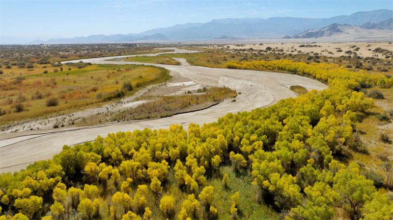 航拍胡楊林。宋忠勇攝