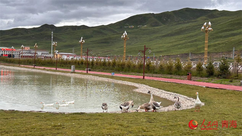 果洛州甘德縣生態(tài)向好，滿目皆綠。人民網(wǎng) 陳明菊攝