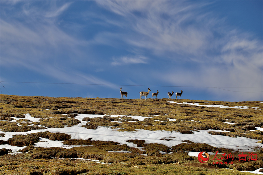 遙望藏羚羊。人民網(wǎng) 陳明菊攝