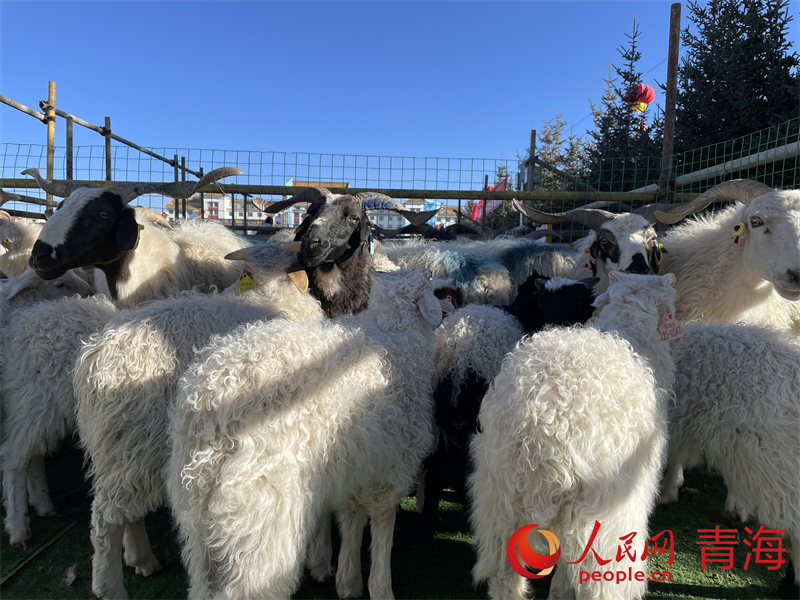 活動現(xiàn)場。人民網(wǎng) 況玉攝