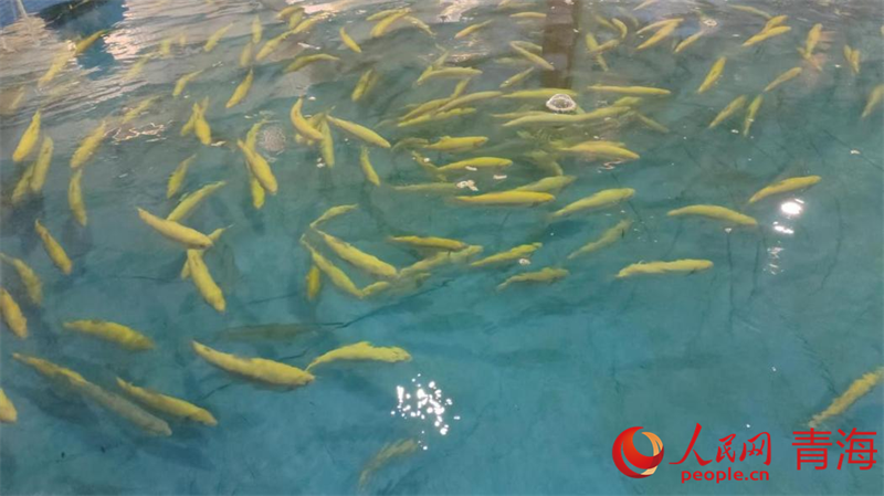 一尾尾小虹鱒魚苗歡快嬉戲。人民網記者 張莉萍攝