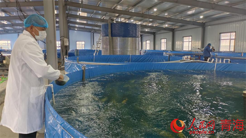 冷水魚養(yǎng)殖基地內工作人員正在喂食。人民網記者 張莉萍攝