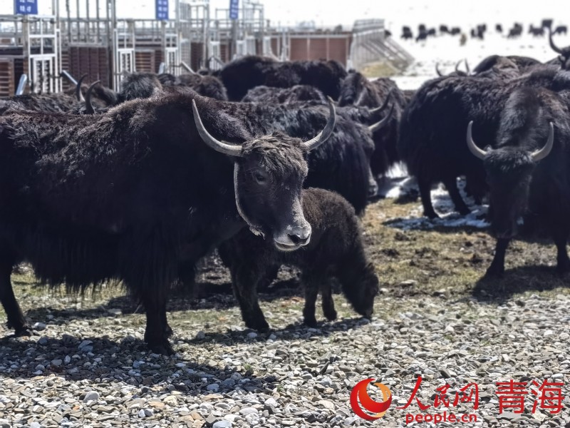 雪多牦牛。人民網(wǎng) 馬可欣攝