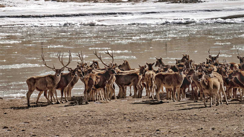 國家一級保護動物白唇鹿。宋忠勇攝