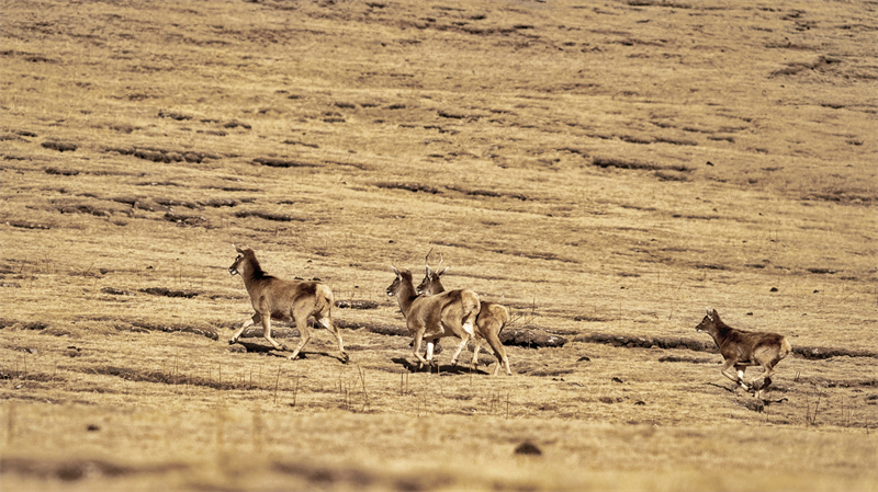 成群的白唇鹿在山地間奔跑。宋忠勇攝