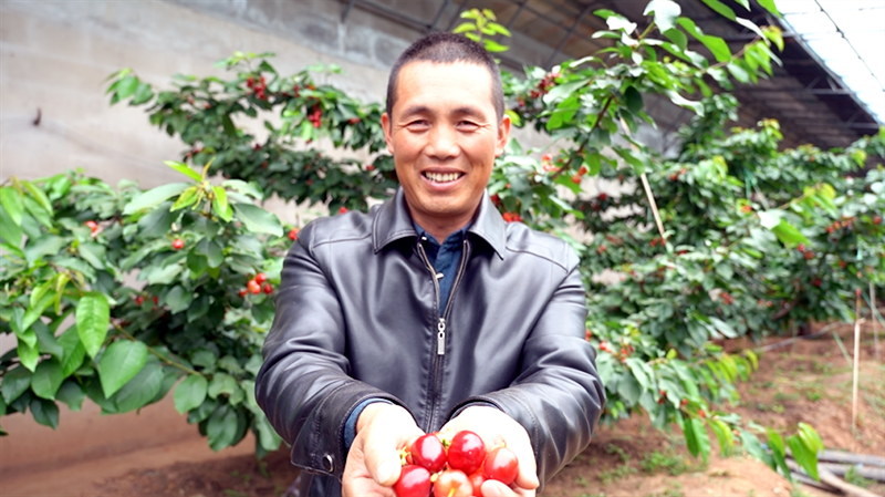 果農(nóng)喜獲豐收。樂都區(qū)委宣傳部供圖