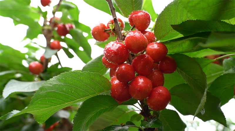 鮮紅透亮櫻桃的在綠葉間閃爍。樂都區(qū)委宣傳部供圖