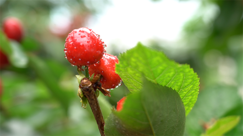 果蔬園的櫻桃成熟。樂都區(qū)委宣傳部供圖