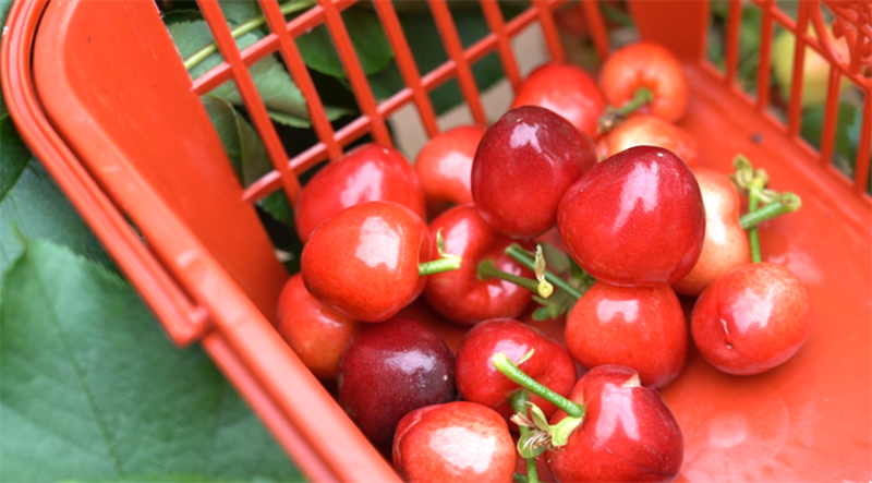 果蔬園的櫻桃成熟。樂都區(qū)委宣傳部供圖