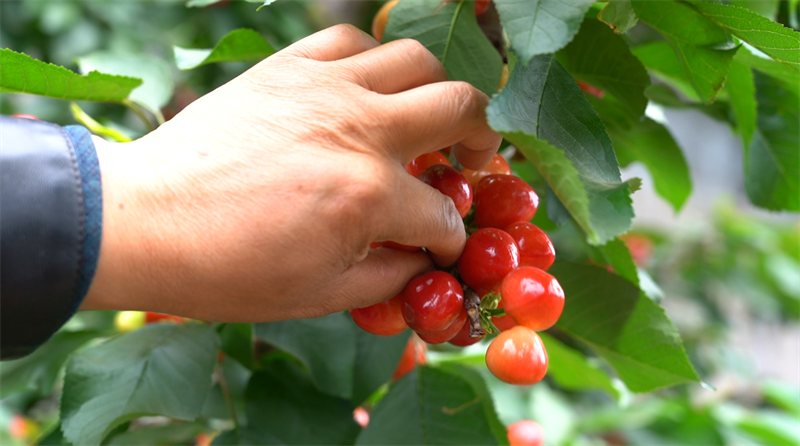 采摘櫻桃。樂都區(qū)委宣傳部供圖