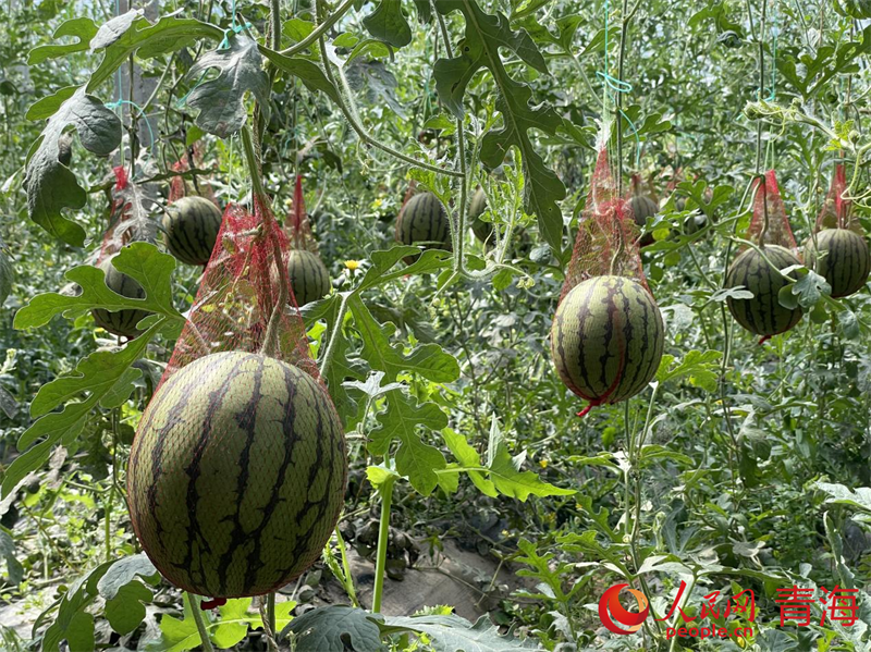 大棚內(nèi)碩果累累。人民網(wǎng) 況玉攝