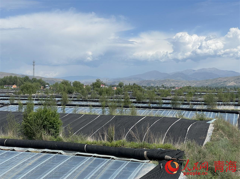 湟中區(qū)多巴鎮(zhèn)玉拉村的現(xiàn)代農(nóng)業(yè)產(chǎn)業(yè)園。人民網(wǎng) 況玉攝