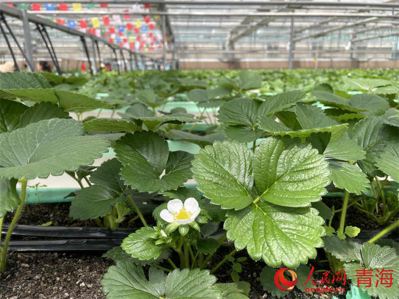 草莓脫毒育苗中心培育的草莓苗。人民網(wǎng) 況玉攝
