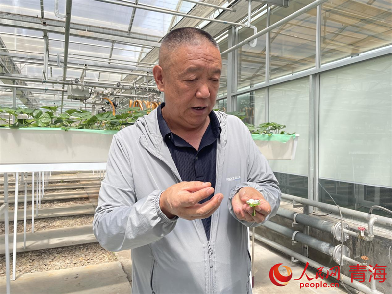 胡文海介紹草莓脫毒技術(shù)。人民網(wǎng) 況玉攝