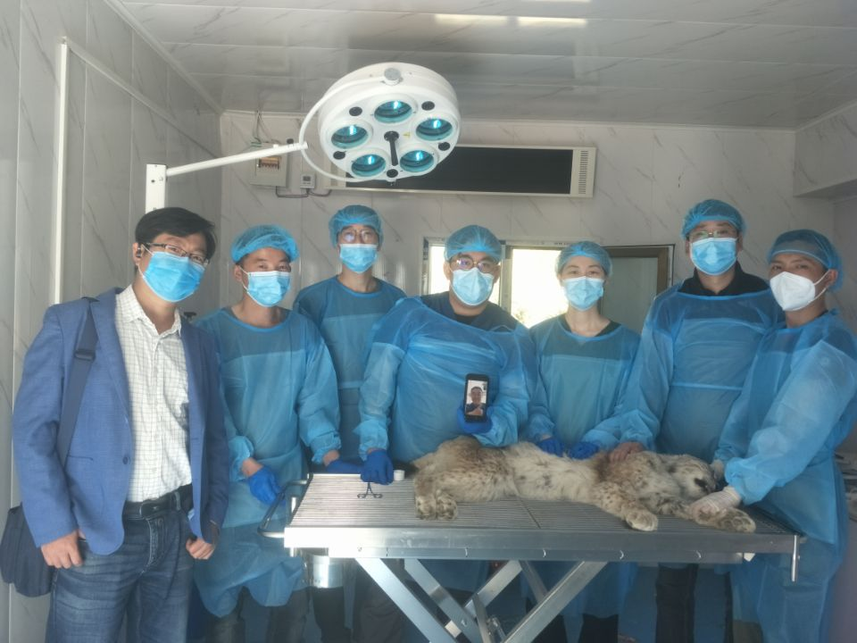 “天線寶寶”猞猁得到了專業(yè)的救助與妥善安置。受訪者供圖