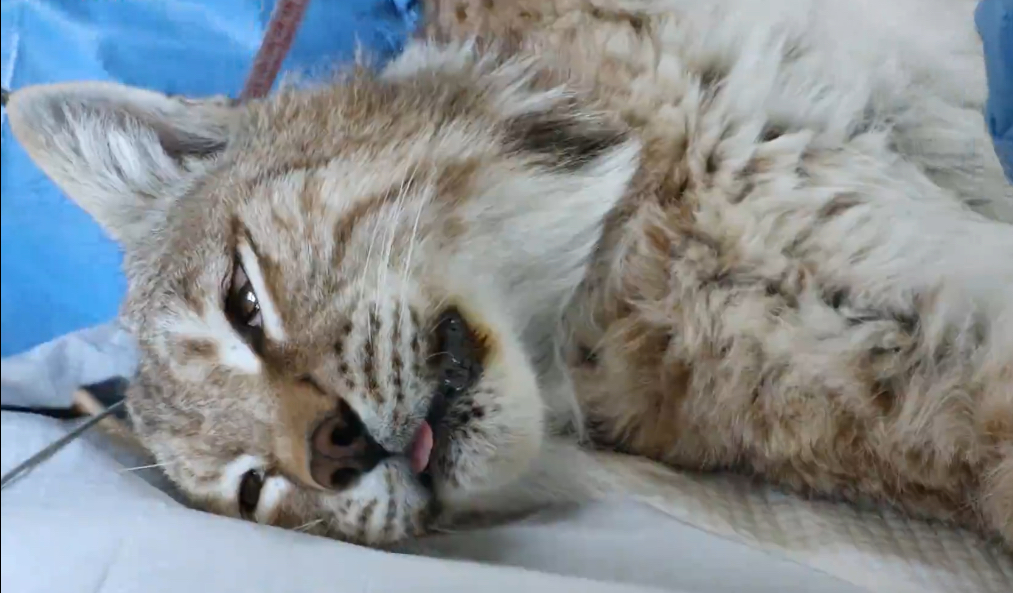 “天線寶寶”猞猁放歸前進(jìn)行身體檢查。受訪者供圖