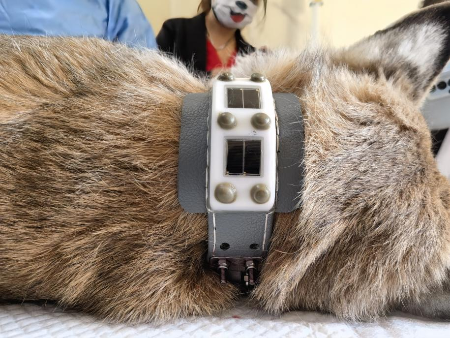 “天線寶寶”猞猁佩戴衛(wèi)星定位項(xiàng)圈。受訪者供圖