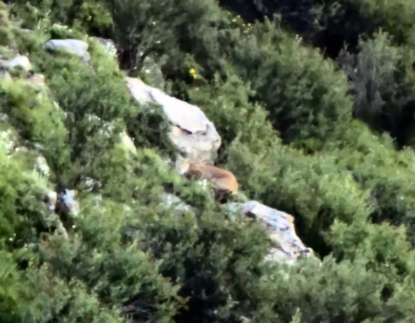 “天線寶寶”猞猁放歸自然后，齊新章拍攝到其珍貴影像。受訪者供圖