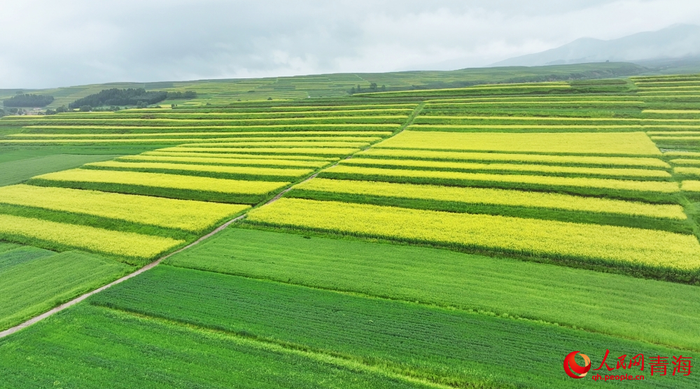 山水大通油菜花競(jìng)相綻放。人民網(wǎng) 陳明菊攝