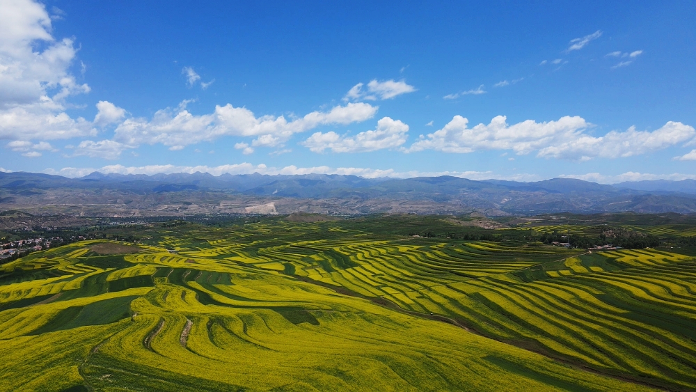 油菜花田、村落相得益彰。人民網(wǎng) 陳明菊攝